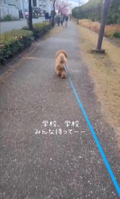 犬の散歩中、登校中の小学生に遭遇したら…『一緒に学校へ行こうとする光景』が微笑ましすぎると15万再生「人気者」「可愛すぎ」と絶賛 (2025年2月8日) – エキサイトニュース