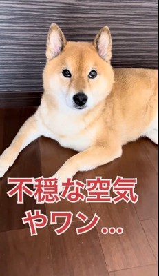 子守しながら話を聞いてくれるパパ犬 Mom Went on a Trip… So I Left
