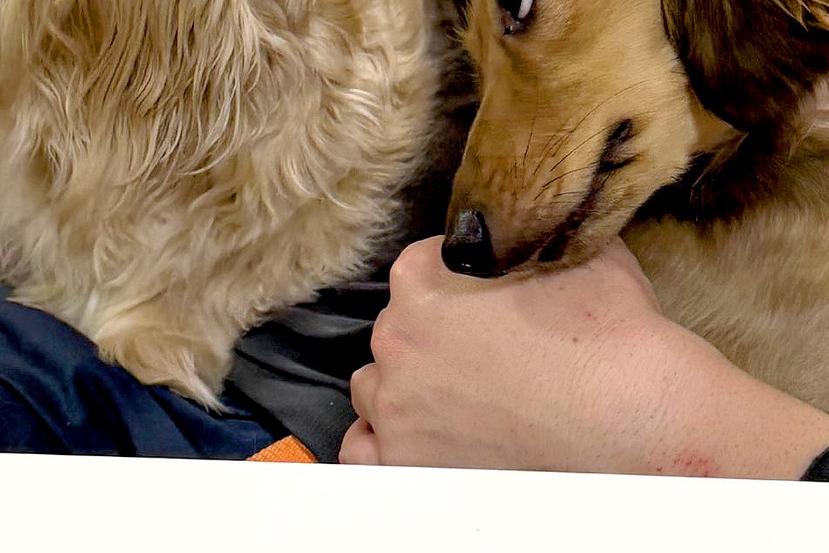 犬と人が出会うとき （帯つき） MANDARINE BROTHERS（マンダリンブラザーズ） ドッグスリング キャリー