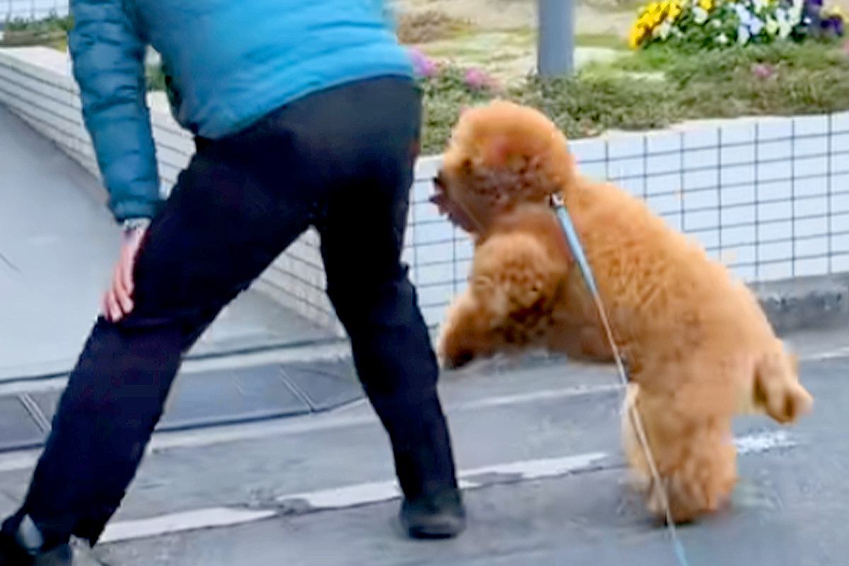 街の愛され犬「ぷぅ太郎くん」の魅力を語ろう！