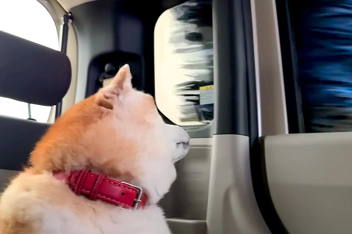 柴犬らんまるの洗車体験に癒やされる日常