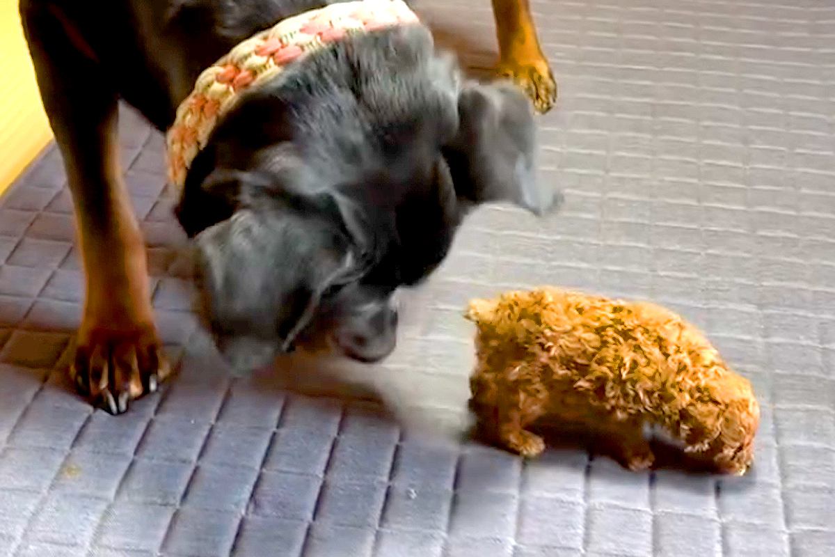 慎重な大型犬と可愛らしい子犬の絆に癒される
