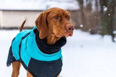 犬に服を着せるなんて セール