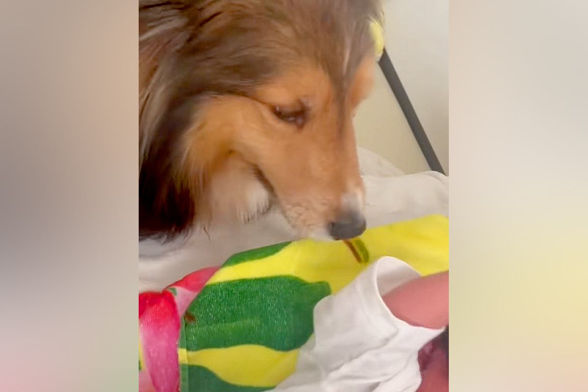 大泣きする赤ちゃん』を見た犬→『どうするのかな』と見ていたら