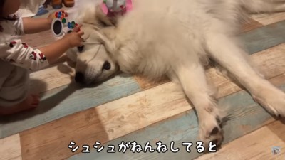 Watch in Awe: 2-Year-Old’s Fearless Encounter with a Giant Dog Leaves Netizens Praising His ‘Super Well-Behaved’ Nature