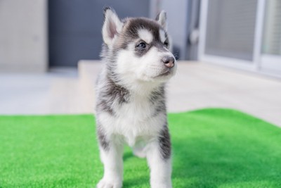 青い瞳を持っている犬種』3種 それぞれの特徴から目が青くなる理由