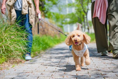 犬にもっと楽しんでもらえる『散歩の仕方』8つ　いつも通りはよくない？飼い主が工夫できることとは (2024年12月14日) – エキサイトニュース