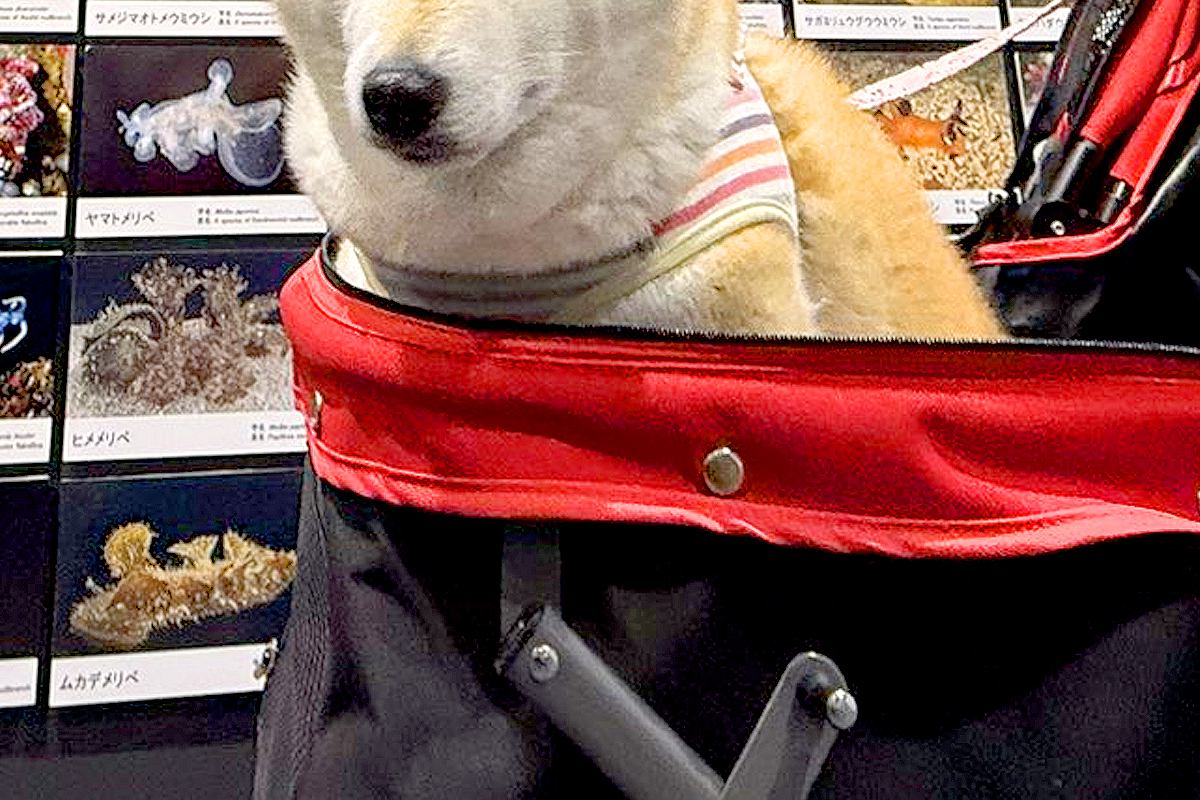 犬と水族館で新たな発見！癒しの一日を楽しもう
