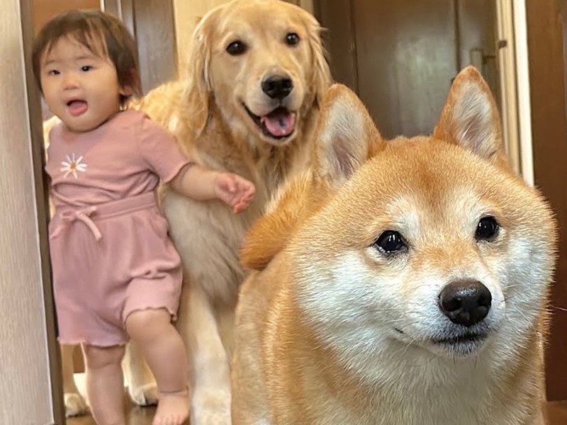お出かけできる』と勘違いした1歳の女の子と2匹の犬→玄関先で見せた