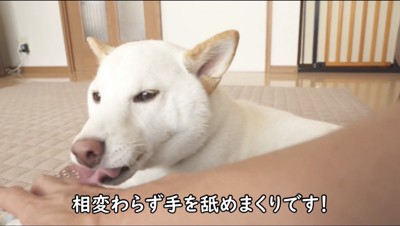 飼い主と一緒に寝たい犬』が傍に近づいてきた結果…最高に可愛い『添い寝姿』が31万再生「こっちまで幸せになる」「信頼関係の極み」と悶絶  (2024年10月17日) - エキサイトニュース