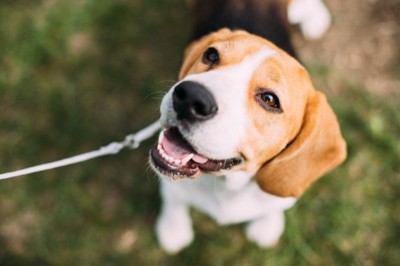 『小型犬』の平均寿命を知って愛犬を長生きさせるための健康管理