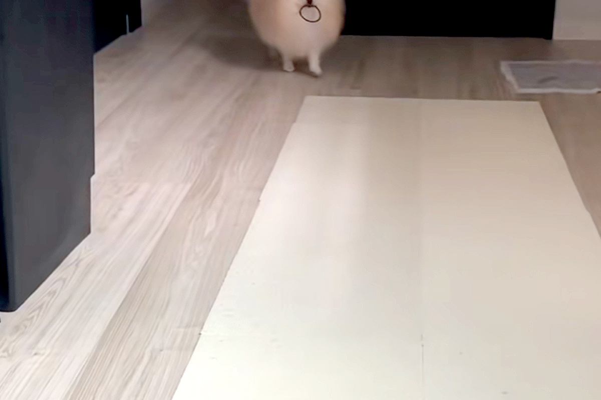 愛犬が魅せる驚きの行動！嬉しい反応とほっこりエピソード