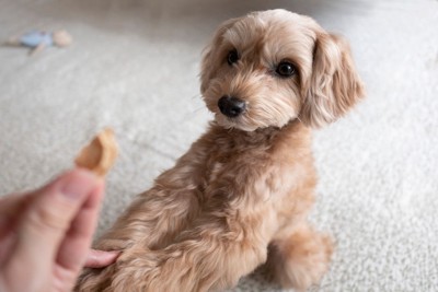 犬が見せる『あざとい仕草』6つ　可愛いだけで済ませてはいけない？注意が必要な場合も (2025年2月4日) – エキサイトニュース
