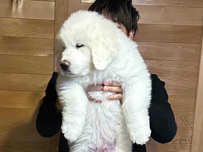 生後2ヶ月の赤ちゃん犬→すくすく育ち、8ヶ月後…『衝撃的なサイズ』に