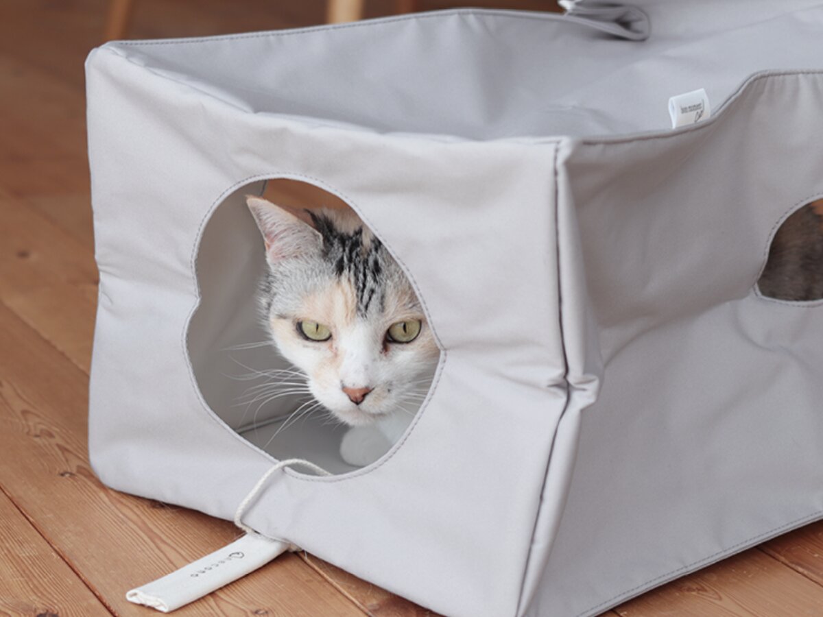 第2弾】猫と飼い主の「なかよし度」向上計画！猫好きバイヤーの