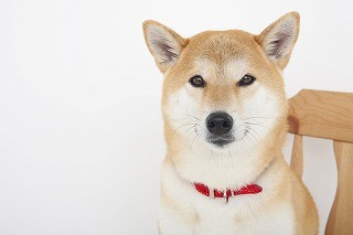 犬と暮らすの記事一覧 ウーマンエキサイト 2 2