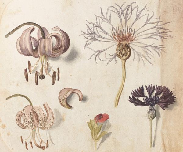 世界一ボタニカルアートを収集する植物園による「イングリッシュ