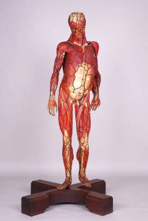人体 －神秘への挑戦－」展が国立科学博物館で、ダ・ヴィンチの書物や