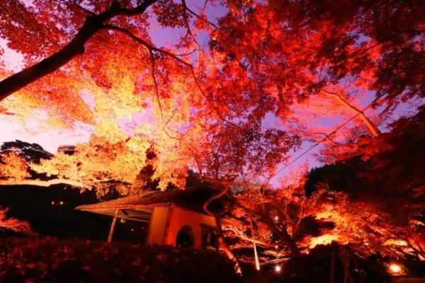 東京 白金台の八芳園 赤に染める秋の紅葉ライトアップ 庭園内に限定バー 茶屋もオープン E レシピ 料理のプロが作る簡単レシピ 1 2ページ