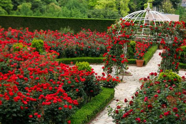 ホテルニューオータニ 東京 レッドローズガーデン 3万輪の薔薇咲く庭園でピエール エルメのお茶会も E レシピ 料理のプロが作る簡単レシピ 1 2ページ