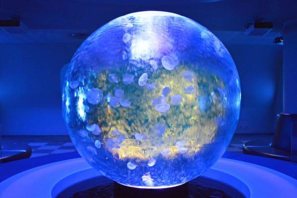 新江ノ島水族館「えのすいクリスマス」“クラゲのスノードーム”や“光る
