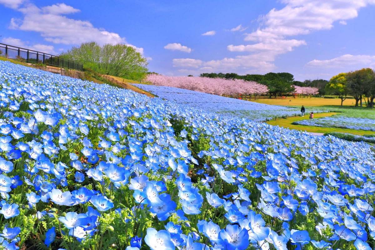 ネモフィラ約100万本が咲く青い花の海、福岡・海の中道海浜公園で“春の