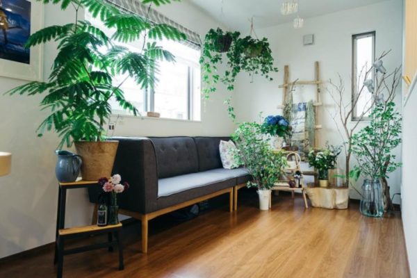 すべての美しい花の画像 50 一人暮らし 観葉 植物 インテリア