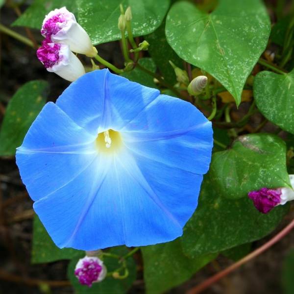 朝顔 アサガオ の花言葉 朝の美人の顔と言われる花の意味を解説 19年6月21日 ウーマンエキサイト 4 8