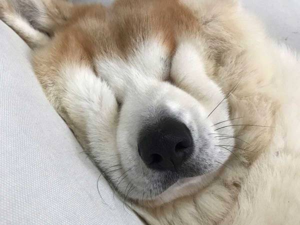 いつもはイケメンな秋田犬が 寝顔を写した ３枚 に 笑いがこみ上げる 年4月2日 ウーマンエキサイト