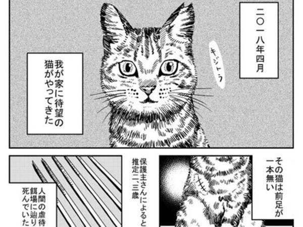 漫画猫 豪华盛大的婚礼原本是属于姐姐的 但她任性逃婚 被惹怒的恶魔总裁别有用心地娶了她 强制将她绑在身边 夜夜索欢 Facebook