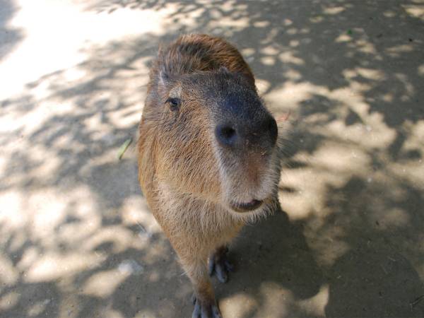 台風後のカピバラを撮った１枚が 話題に 笑った ここだけ台風が停滞してる 年9月9日 ウーマンエキサイト 1 2