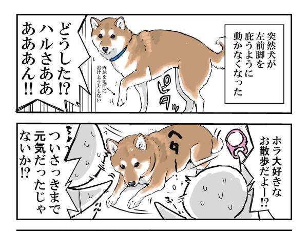 突然動けなくなった愛犬 心配して病院に連れて行くと 笑った なんということ 年9月14日 ウーマンエキサイト 1 2