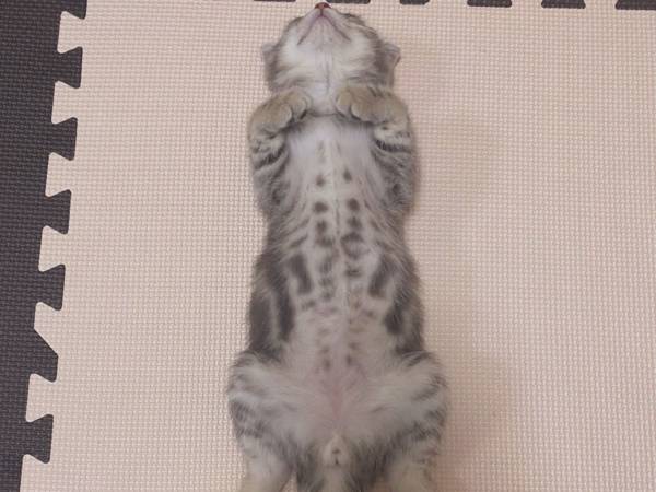 どっちの意味だろう 寝込んでいると猫が置き土産 ネット上の見解は 2021年8月22日 ウーマンエキサイト 2 2