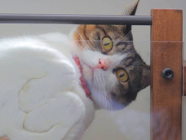 拾われた子猫が おじいちゃん犬と見せた深い絆に 心打たれた 21年6月24日 ウーマンエキサイト