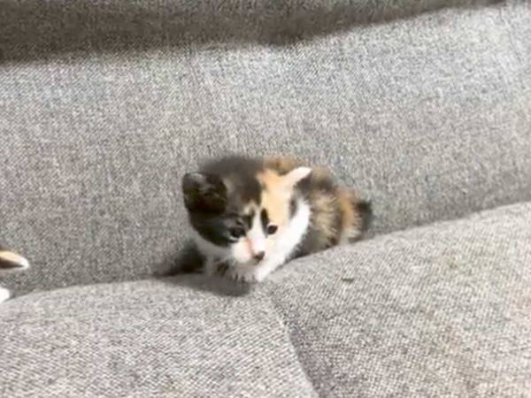 動物病院へやってきた猫に 翻訳アプリ を使ってみたら 笑った 強すぎる 21年10月9日 ウーマンエキサイト 2 2