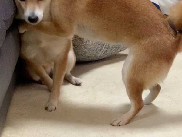 柴犬が思いっきり抱きつくと ハグされた子の 表情 に 吹き出す 21年2月9日 ウーマンエキサイト