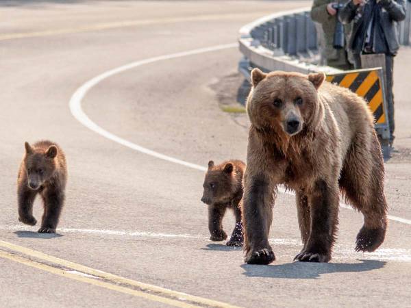 かわいいクマのパンかと思いきや 顔からは想像できない姿に 笑った の声 年5月13日 ウーマンエキサイト