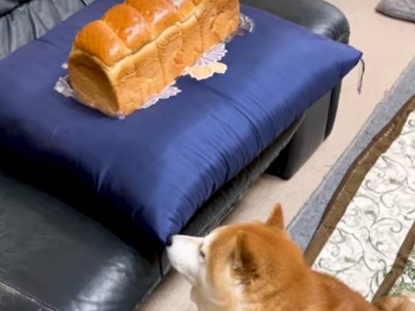 柴犬ではなく食パンを撫でてみたら その反応がこちら 21年4月9日 ウーマンエキサイト