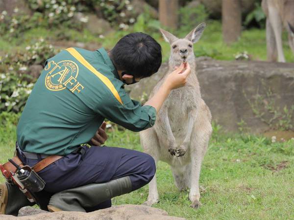 カンガルーの記事一覧 ウーマンエキサイト