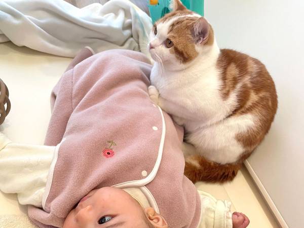 さすがに猫が自由すぎる 写っている労働環境に 笑った 猫あるある 22年2月23日 ウーマンエキサイト 2 2