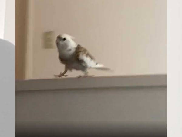 ギターに合わせて歌う オウム その歌声が想像をはるかに超えていた 年7月31日 ウーマンエキサイト