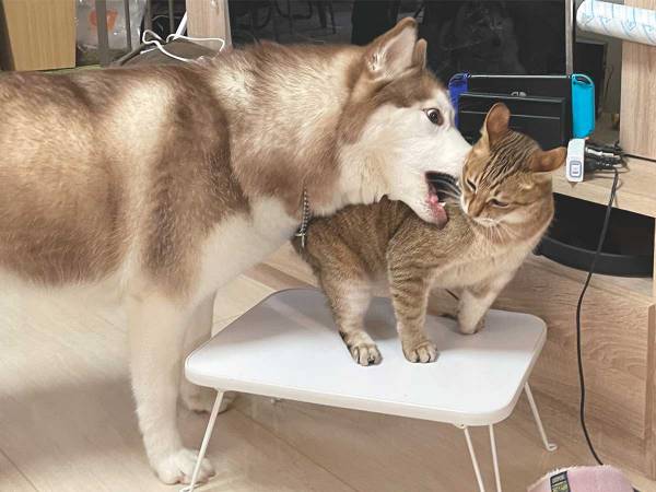 飼い主 無抵抗 猫に耳をなめられる犬 絶妙な表情にツボる 21年12月日 ウーマンエキサイト