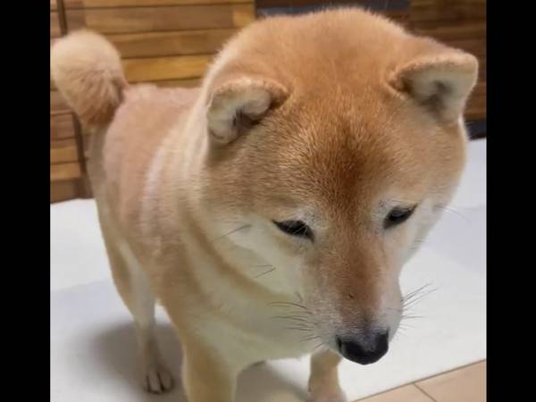 人間の食事を 犬用 と信じきっている柴犬 反応に 笑った 人間みがすごい 22年3月2日 ウーマンエキサイト 1 2