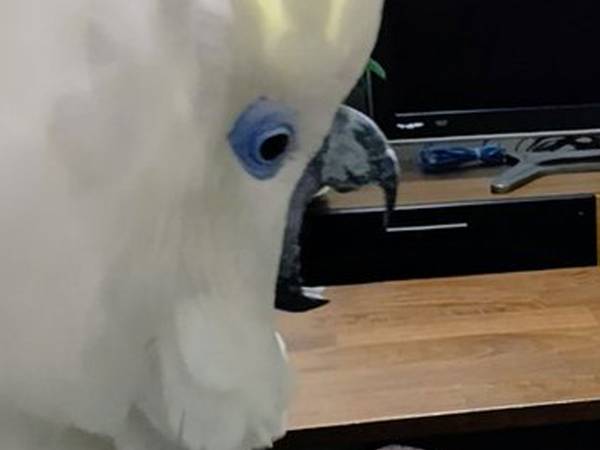 ギターに合わせて歌う オウム その歌声が想像をはるかに超えていた 年7月31日 ウーマンエキサイト