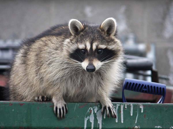 ゴミ箱から出られないアライグマを助けた男性 その方法に 「さすが