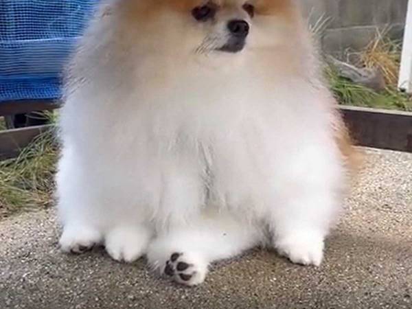 犬に見守られながら ガリガリ君 を初めて食べた３歳 棒を見たら 22年6月27日 ウーマンエキサイト