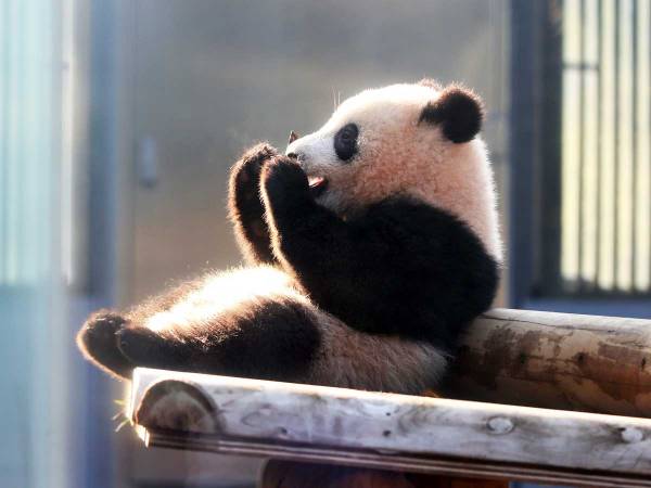 中国に返還されるパンダ『シャンシャン』 名付け親・黒柳徹子の投稿に