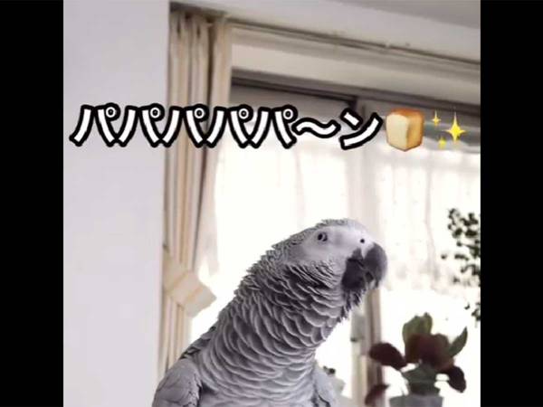 おしゃべり好きなインコによる『替え歌』 物騒すぎる歌詞に「バスで