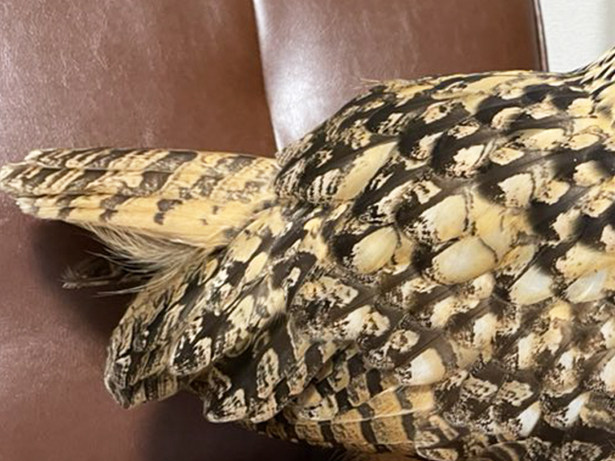 部屋にいるのはスズメ…ではなく？ その姿に「デカすぎる」「存在感強