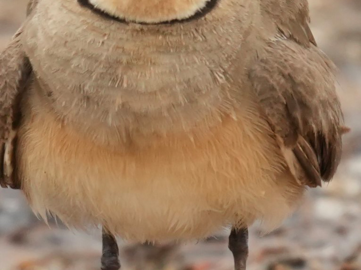 こんな鳥いるの？」「思わず検索した」 沖縄で撮った1羽の野鳥が話題